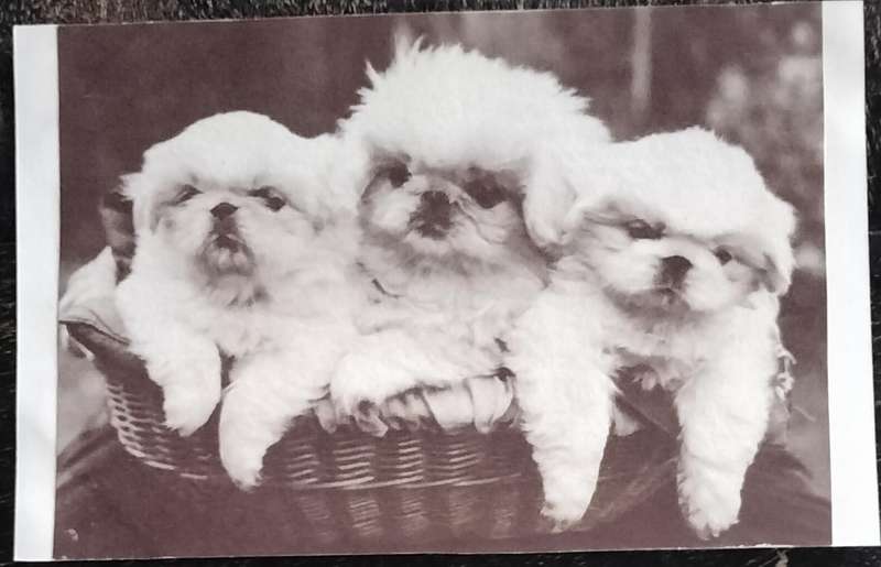 Vintage Post Card - Dogs