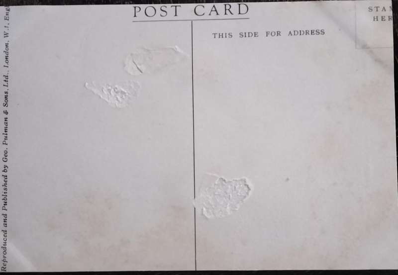 Vintage Post Card - Dogs