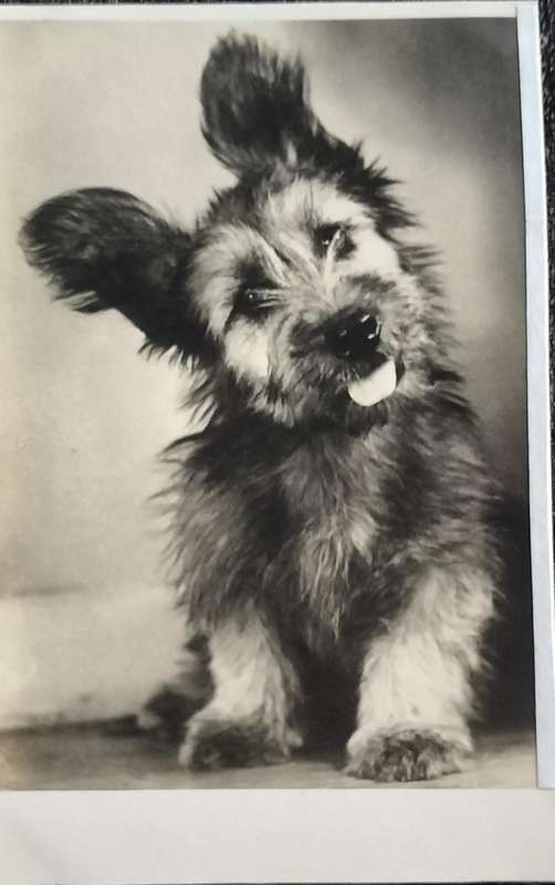 Vintage Post Card - Dogs