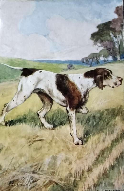 Vintage Post Card - Dogs