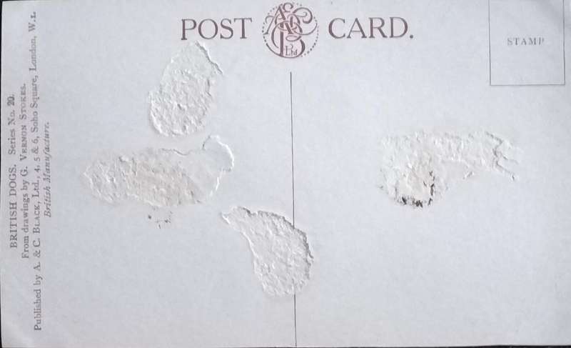 Vintage Post Card - Dogs