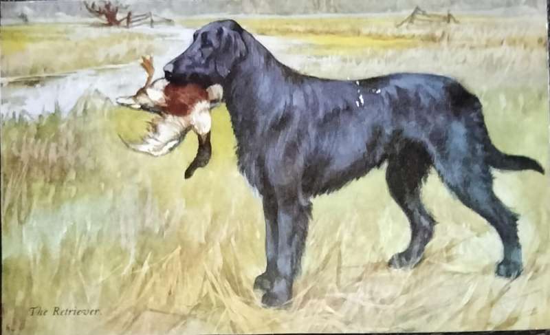 Vintage Post Card - Dogs