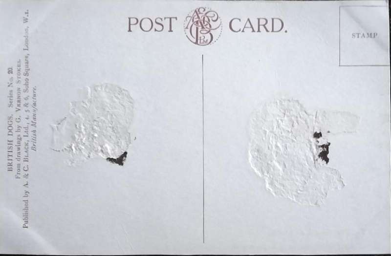 Vintage Post Card - Dogs