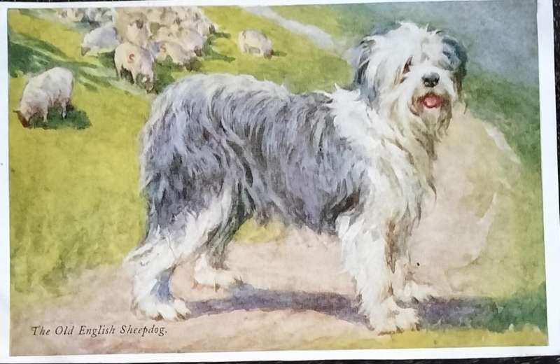 Vintage Post Card - Dogs