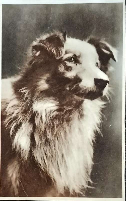 Vintage Post Card - Dogs