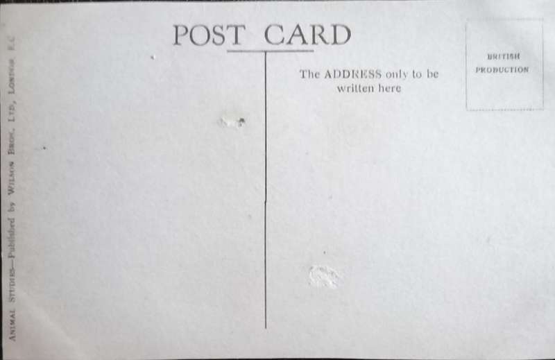 Vintage Post Card - Dogs