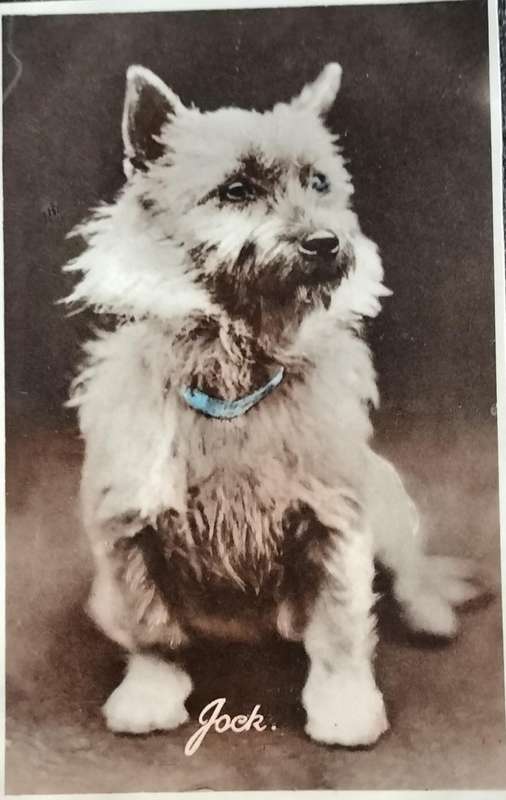 Vintage Post Card - Dogs