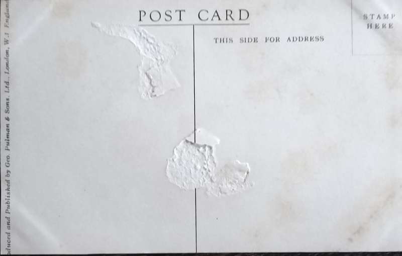 Vintage Post Card - Dogs