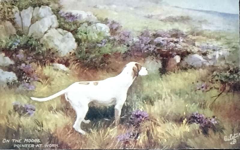 Vintage Post Card - Dogs