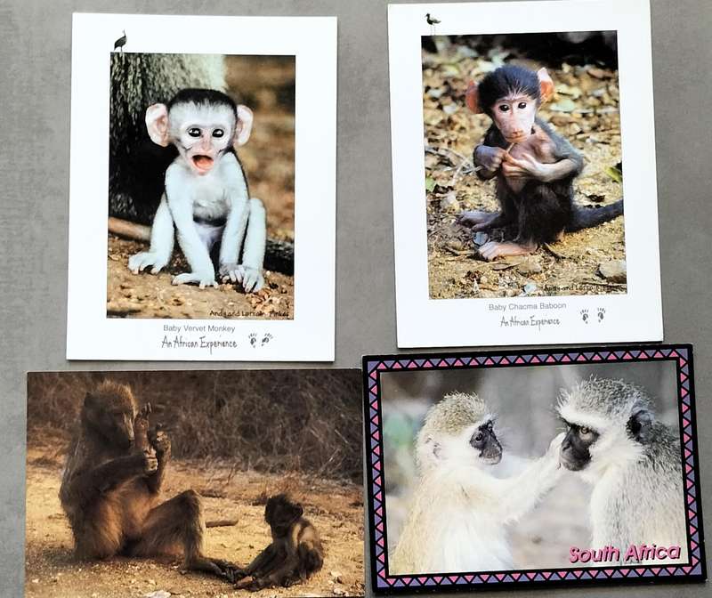 South African primate Post Cards - Unused (x4)