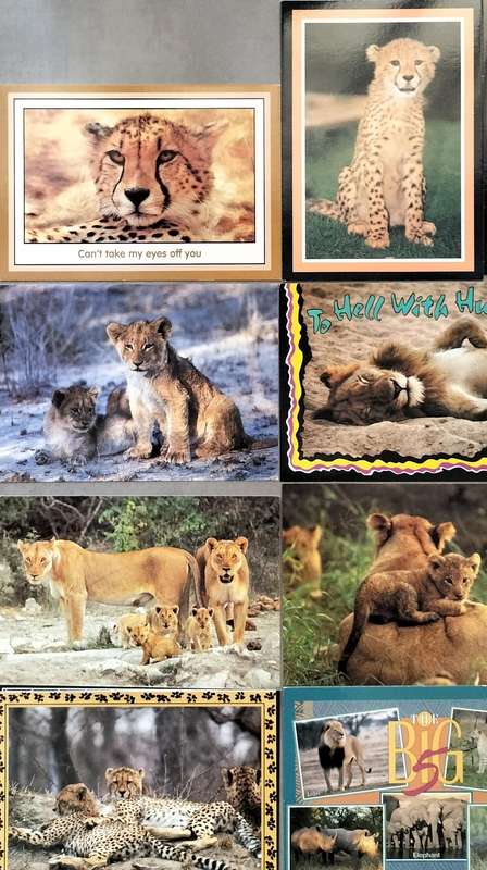 South African game Post Cards - Unused (x16)