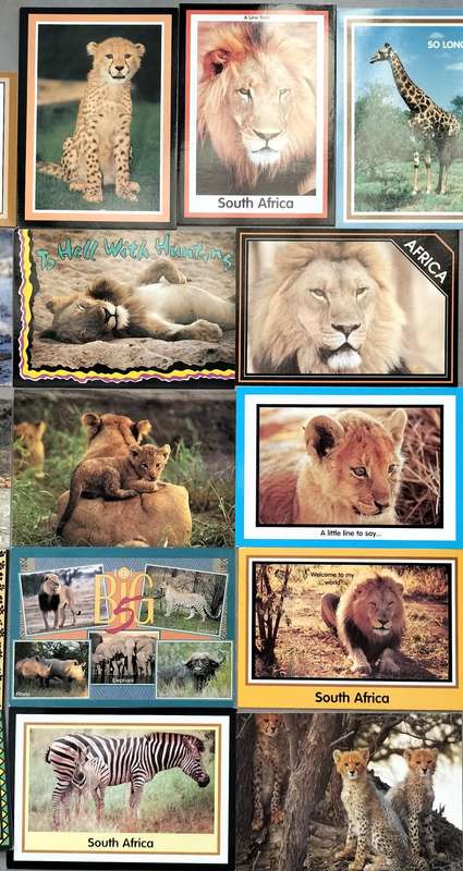 South African game Post Cards - Unused (x16)