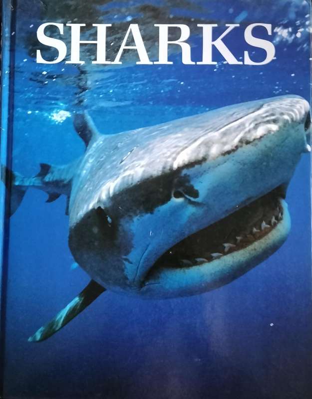Sharks 1989
