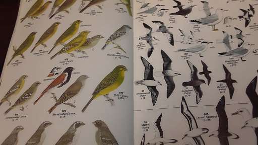 Book - Robert's Birds of Southern Africa , Gordon Lindsay Maclean