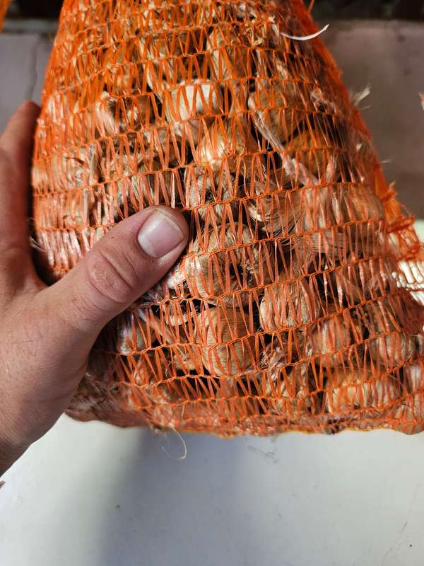 Healthy Saffron Bulbs