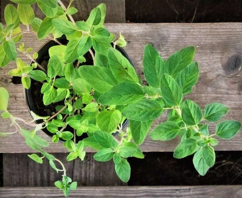 Choc mint