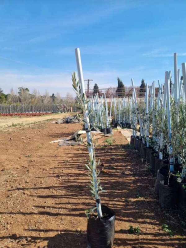 Olive tree (fruit bearing)