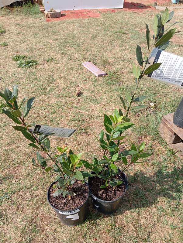 Bay Leaf Tree (Potted)