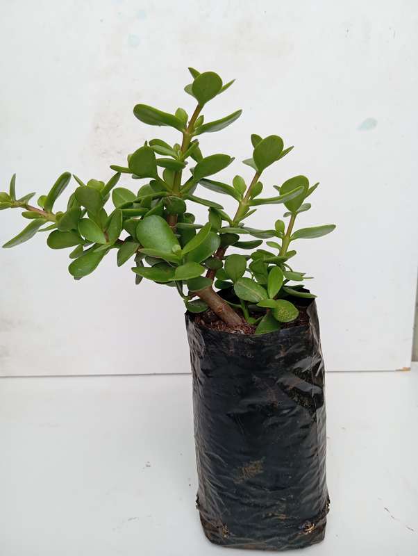 Spekboom plant