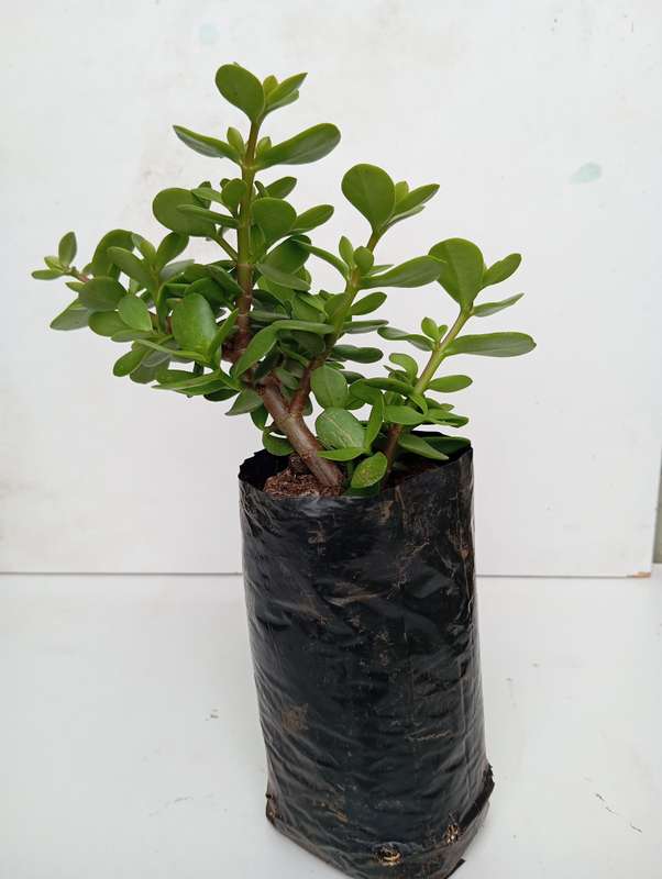 Spekboom plant
