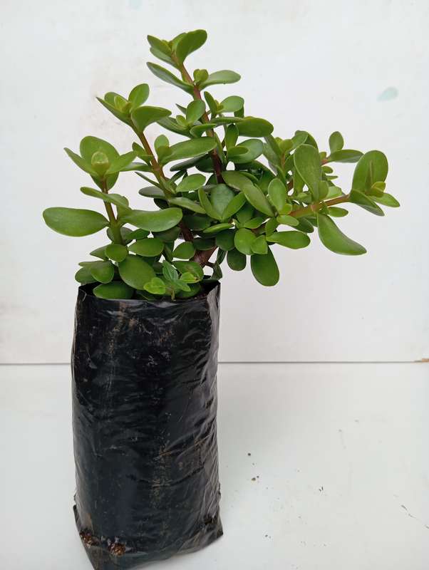 Spekboom plant