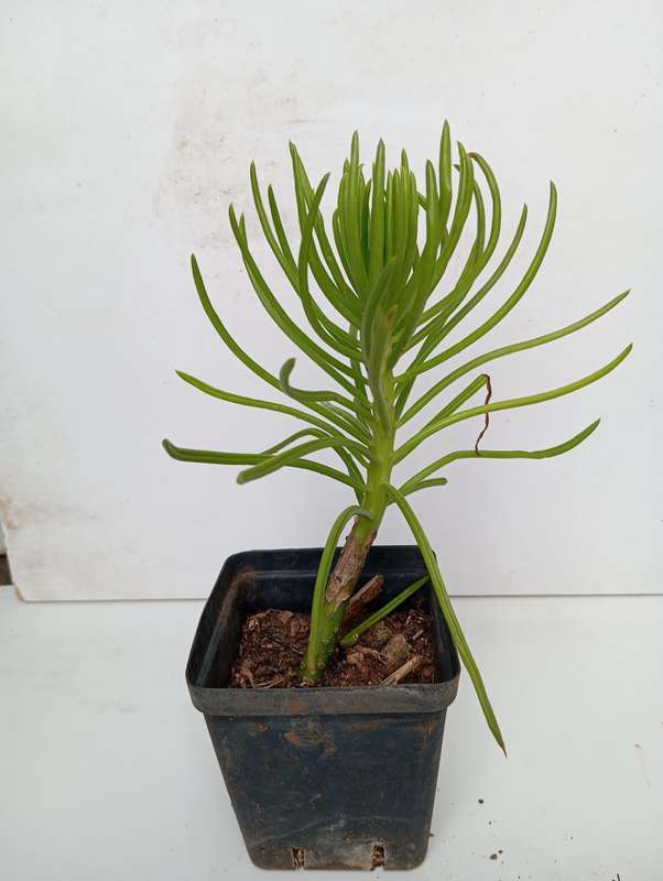 Senecio barbertonicus succulent plant
