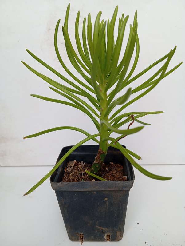 Senecio barbertonicus succulent plant