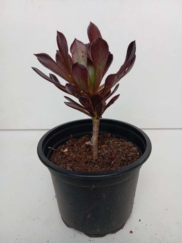 Irish rose succulent plant