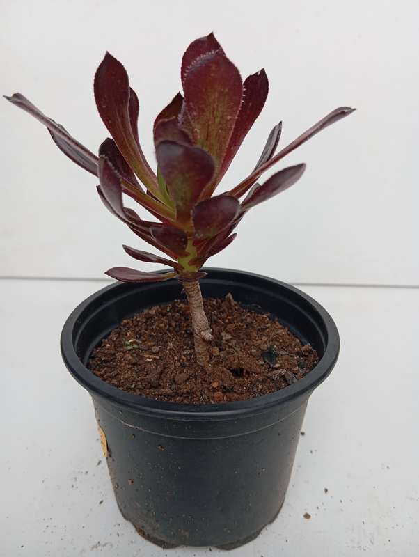 Irish rose succulent plant