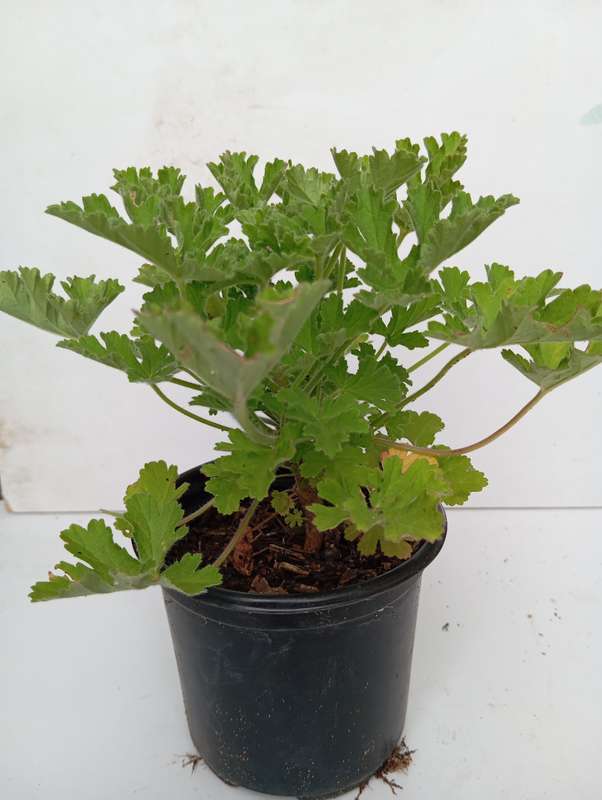 Rose geranium plant (40cm)