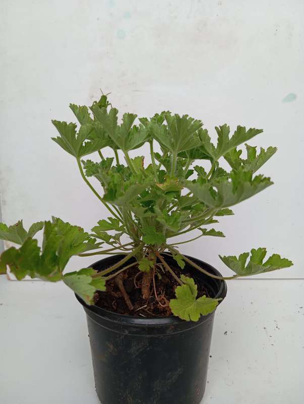 Rose geranium plant (40cm)
