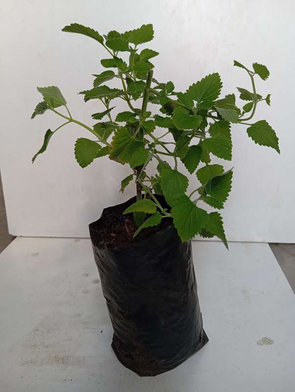 Catnip (potted plant)