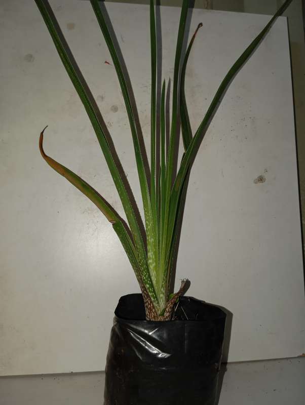 Grass Aloe (Aloe Cooperia)