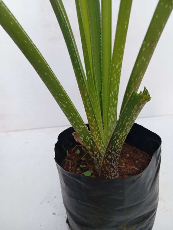 Grass Aloe (Aloe Cooperia)