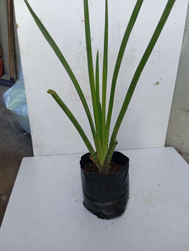 Grass Aloe (Aloe Cooperia)