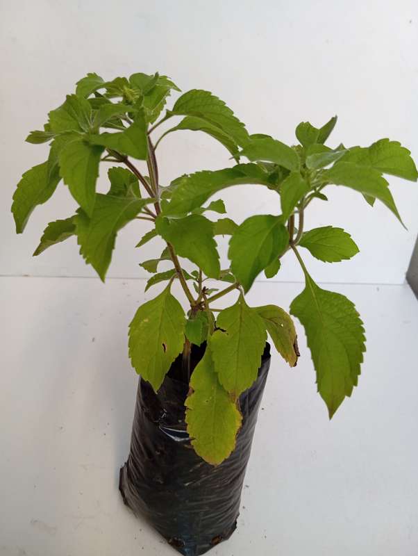 Tulsi (Holy basil) plant