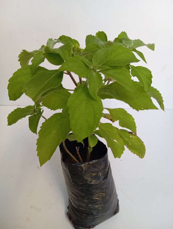 Tulsi (Holy basil) plant