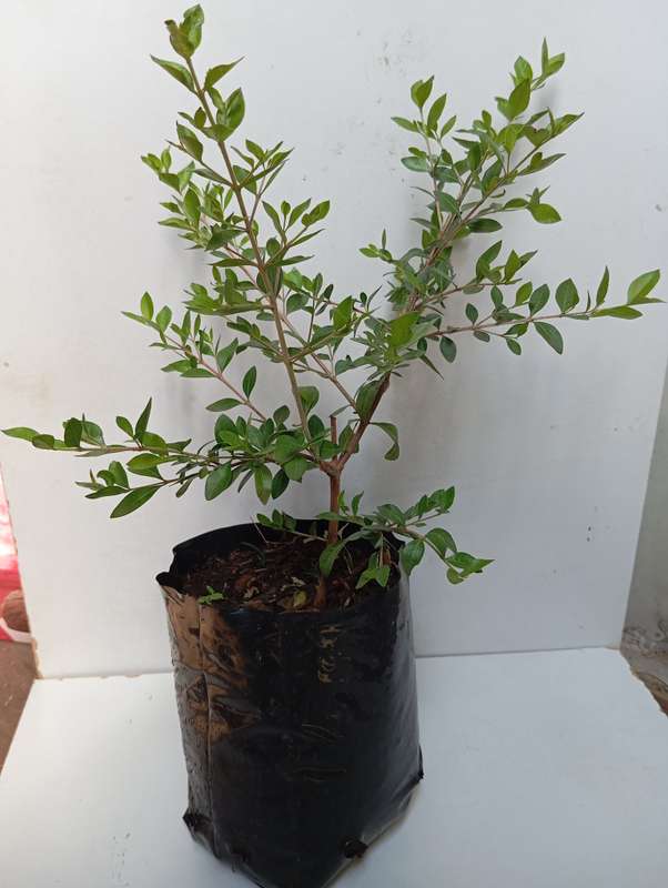 Henna plant (30cm)