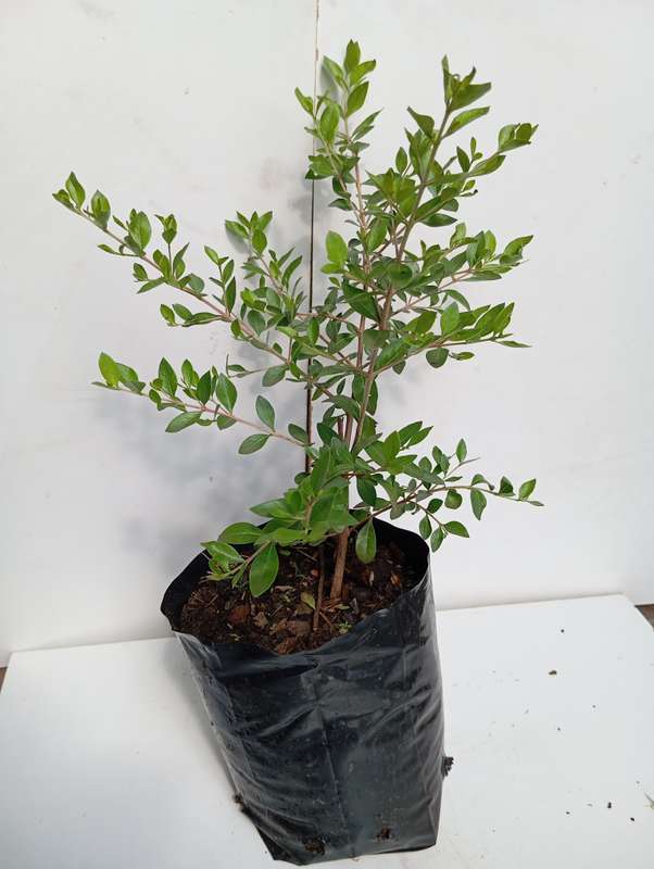 Henna plant (30cm)