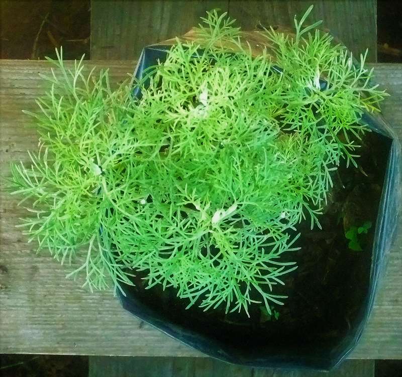 Wormwood - Southernwood (Artemisia)