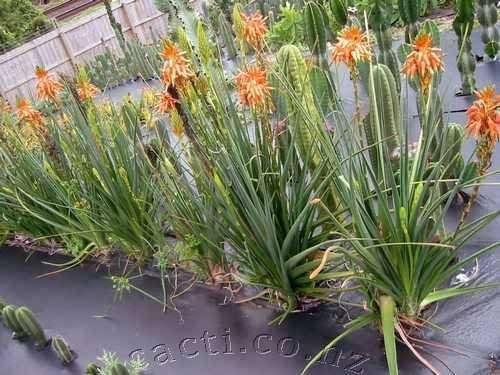 Grass Aloe (Aloe Cooperia)