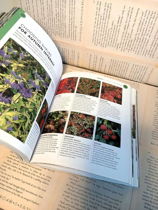 Beginner Gardening Step by Step: A Visual Guide to Yard and Garden Basics by DK