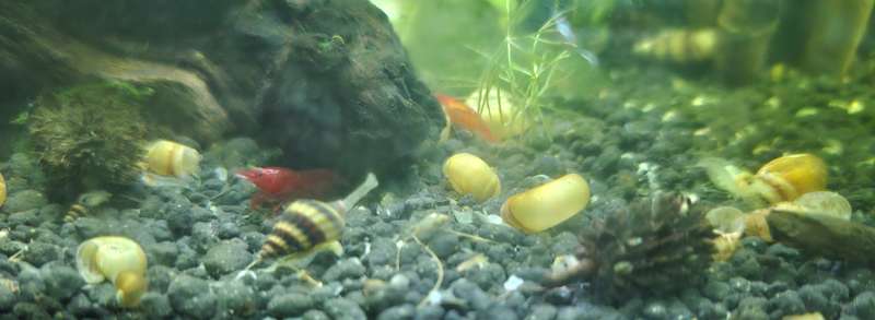 Assassin Snail