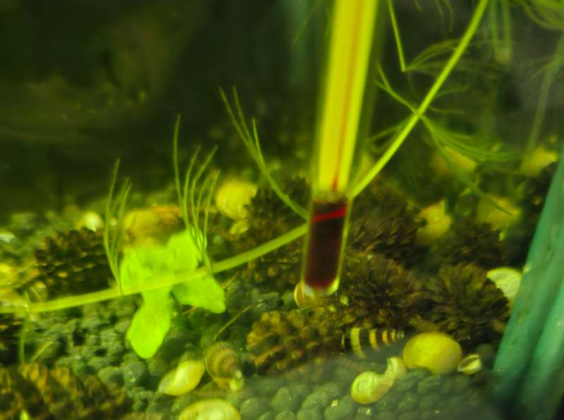 Assassin Snail