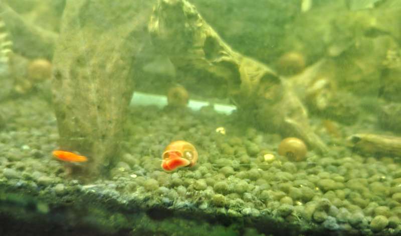 Rams Horn Snails