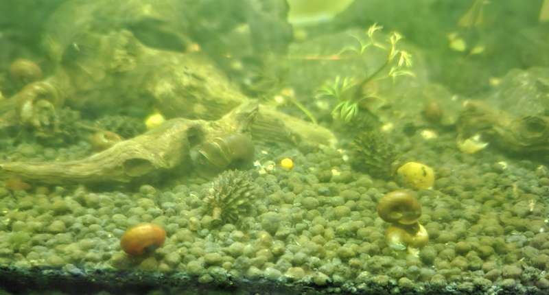 Rams Horn Snails