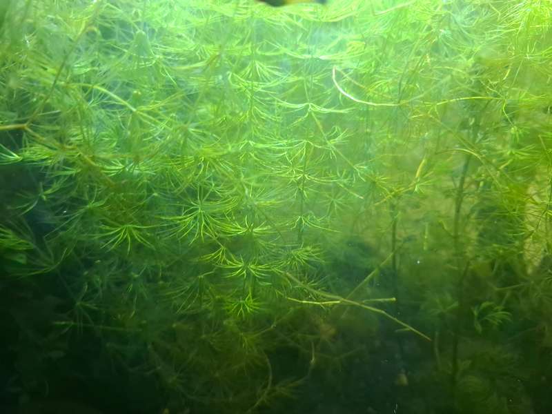 Hornwart Aquarium Plant