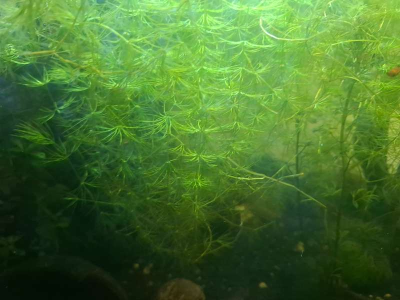 Hornwart Aquarium Plant