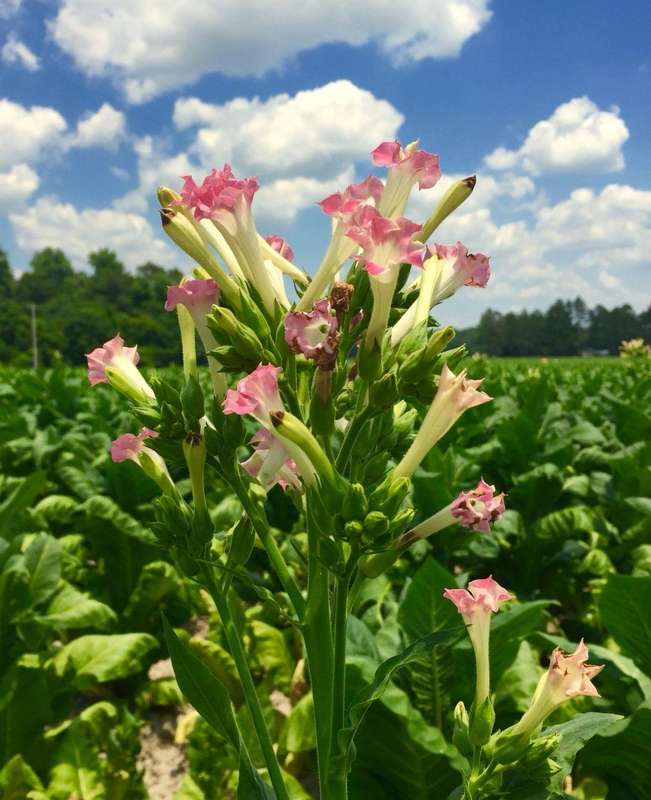 Golden Virginia Seed (0.1g Approx 700 seeds)
