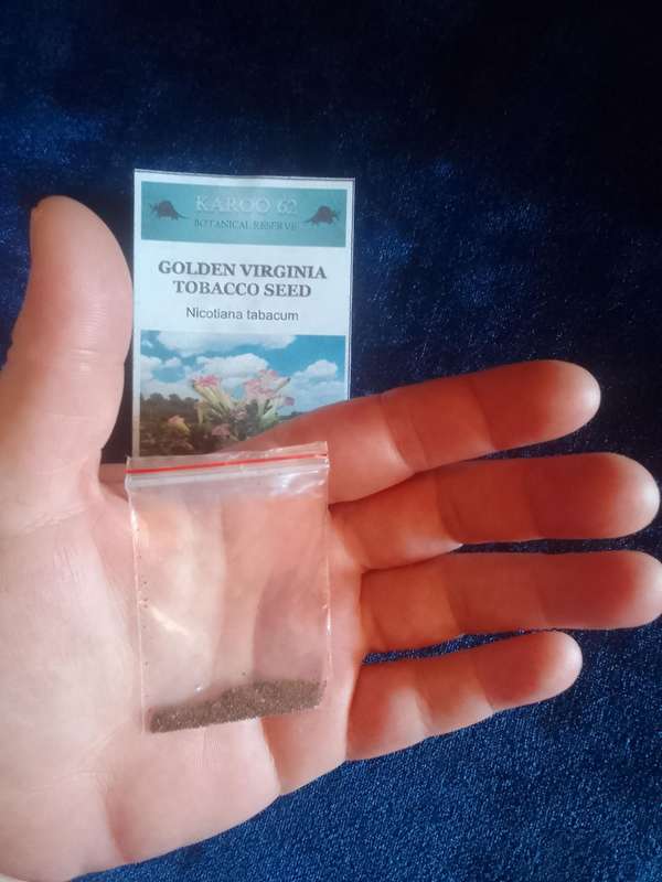 Golden Virginia Seed (0.1g Approx 700 seeds)